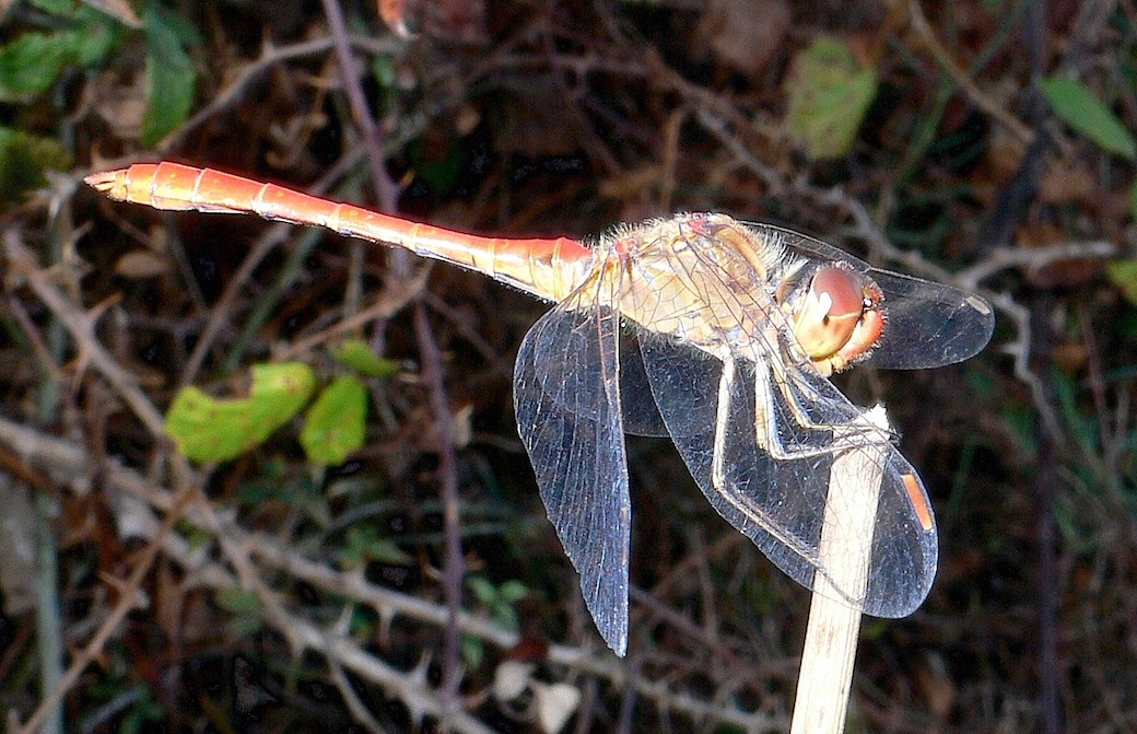 ID libellula 6: Sympetrum meridionale